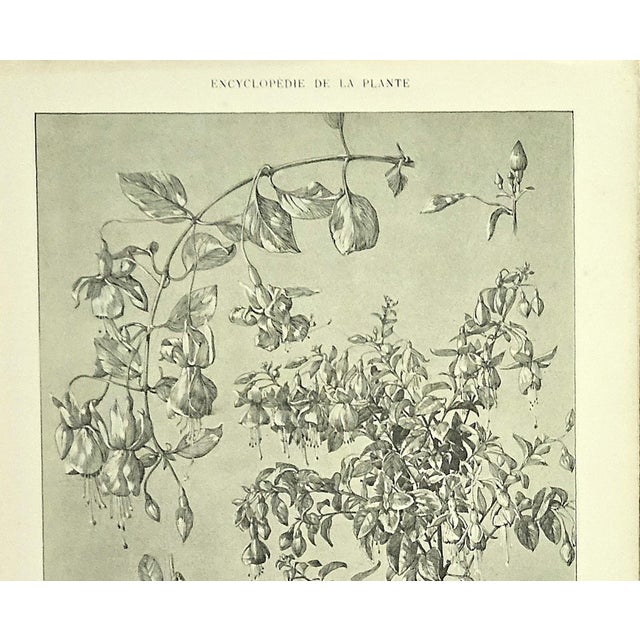Beaux-Arts 1902 Set of 2- Antique French Botanicals-Wisteria, Fushia, Documentation For Sale - Image 3 of 10
