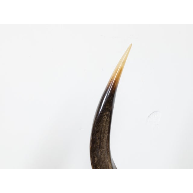 Metal Pair of European Midcentury Horns Mounted on Silver and Black Stepped Bases For Sale - Image 7 of 8