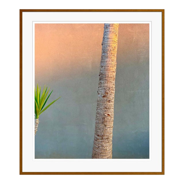 Evening Yucca and Palm by Stuart Möller Framed Photograph For Sale