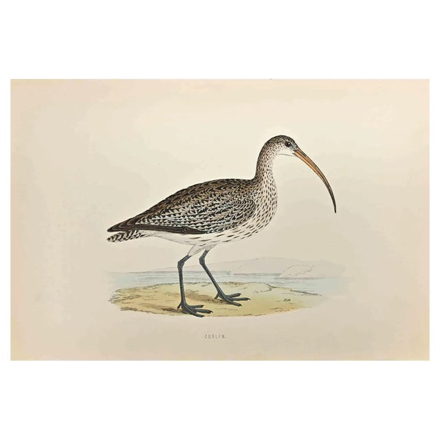 Alexander Francis Lydon, Curlew, Woodcut Print, 1870 For Sale