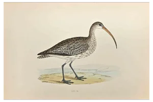 Alexander Francis Lydon, Curlew, Woodcut Print, 1870