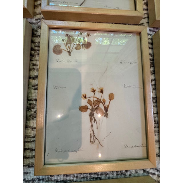 Early 20th Century Collection of 15 Antique Herbarium Botanical Specimens in Wood Frames, Bergdorf Goodman Provenance For Sale - Image 5 of 9