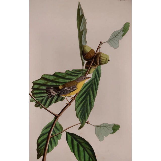 Realism Swainson's Warbler: A Framed Original Hand-Colored Audubon Folio Bird Engraving, 1828 For Sale - Image 3 of 7