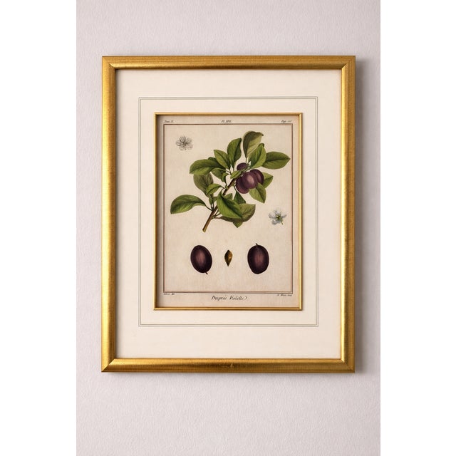 French 18th Century French Hand-Colored Botanical Fruit Engravings – Almond & Plum – Framed Pai For Sale - Image 3 of 9