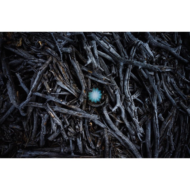 This giclée print presents a striking contrast between the textured, dark wood of scattered sticks and the vibrant,...