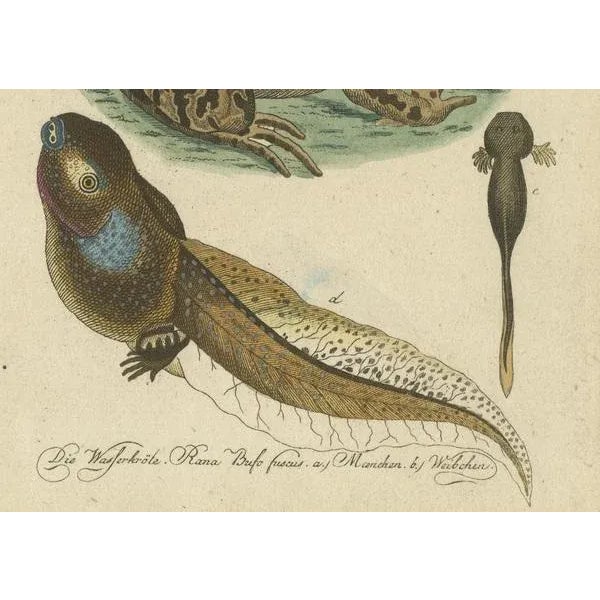 Amphibians, Reptiles and Mammals, 1793, Paper For Sale - Image 3 of 7