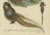 Amphibians, Reptiles and Mammals, 1793, Paper For Sale - Image 3 of 7