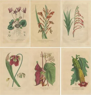 Botanical Rarities, 1845, Paper, Set of 6