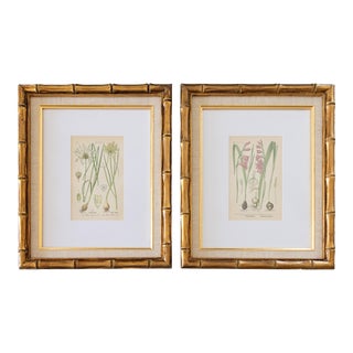 Custom Framed Antique Botanical Engravings - Set of 2 For Sale