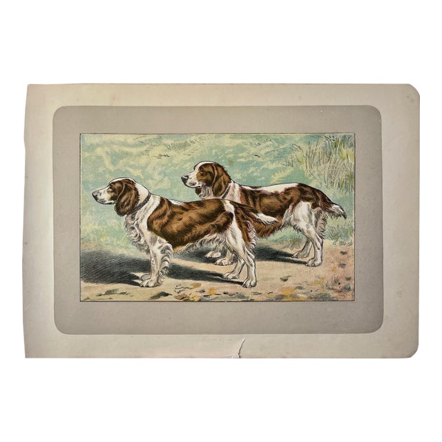1907 French Photogravure Print of "Le Welsh Spaniel” Hunting Dogs - For Sale