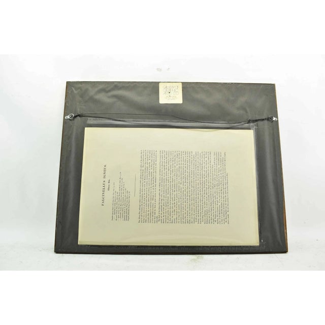 Original Antique John Gould Fallcinellus Igneus Color Bird Lithograph Reproduction Print For Sale In New York - Image 6 of 6