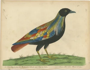 Albin, Bird Illustrations of Pigeons from the Region of Pegu, Myanmar, 1740, Prints, Set of 2