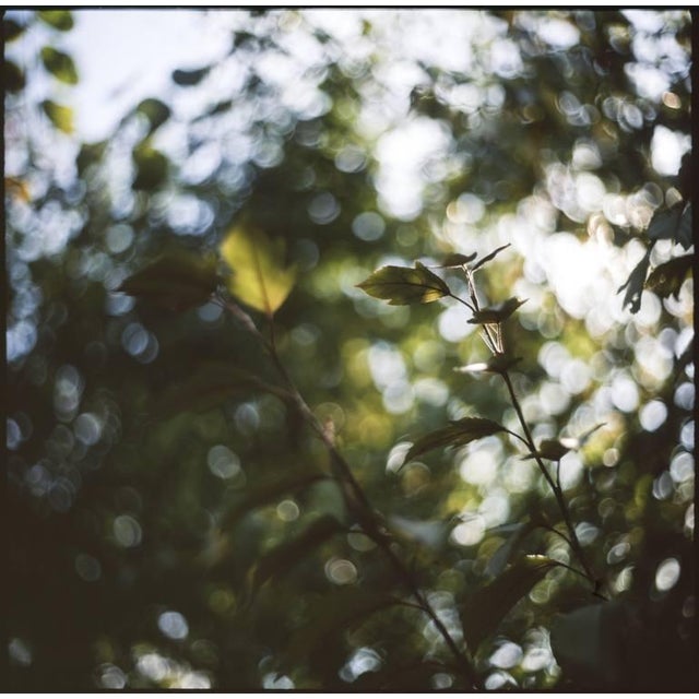 Contemporary Paul Cooklin, Floral Bokeh Swirls, Photograph For Sale - Image 3 of 3