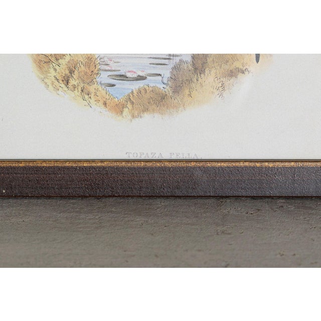 19th Century Bird Print - One of 24 For Sale - Image 4 of 5