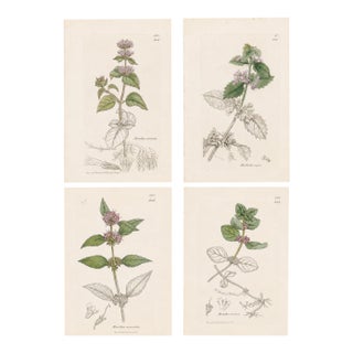Set of Four Antique Hand-Colored Botanical Prints by the Sowerby Family – English Botany Series (C. 19th Century) Set A For Sale