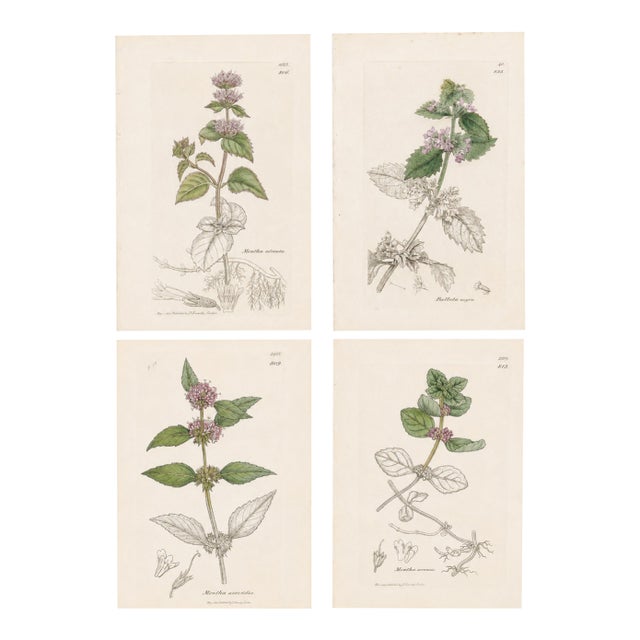 Set of Four Antique Hand-Colored Botanical Prints by the Sowerby Family – English Botany Series (C. 19th Century) Set A For Sale
