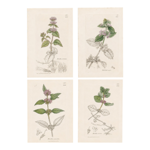 Set of Four Antique Hand-Colored Botanical Prints by the Sowerby Family – English Botany Series (C. 19th Century) Set A