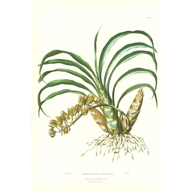 Large 1973 Orchid Flower Lithograph "Mormodes Pardina" (Leopard-Like Mormodes) After James Bateman For Sale