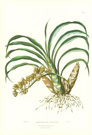 Large 1973 Orchid Flower Lithograph "Mormodes Pardina" (Leopard-Like Mormodes) After James Bateman