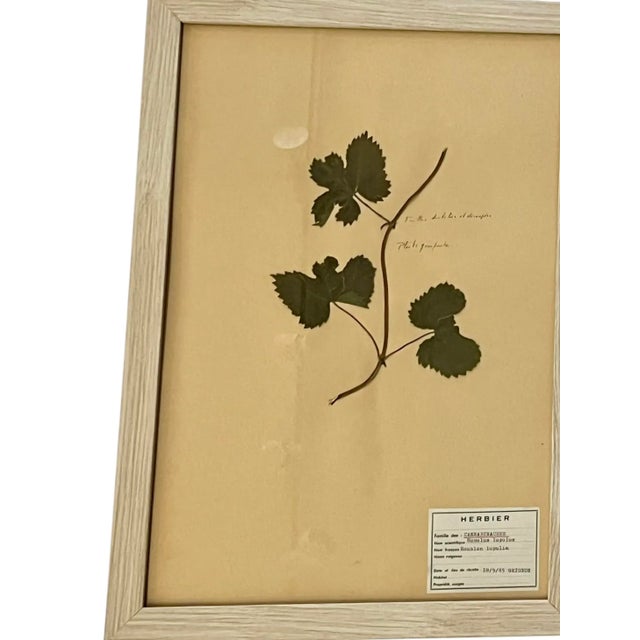 Green Vintage Set of 4 French Custom Framed Herbarium Herbier Botanical Specimens For Sale - Image 8 of 14