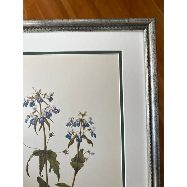 1950s Vintage Botanical Set of 8 Framed - Authentic 1953 Wild Flower Prints For Sale - Image 5 of 5