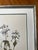 1950s Vintage Botanical Set of 8 Framed - Authentic 1953 Wild Flower Prints For Sale - Image 5 of 5