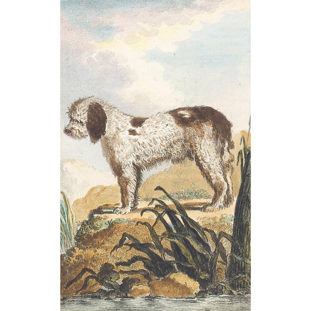 This charming hand-colored 1758 engraving is one of the oldest available prints of a dog. Taken from the 10th volume...