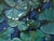 August Pond by Sheri Farabaugh | Oil on Hardboard Oil painting of lily pads and yellow flowers. For Sale