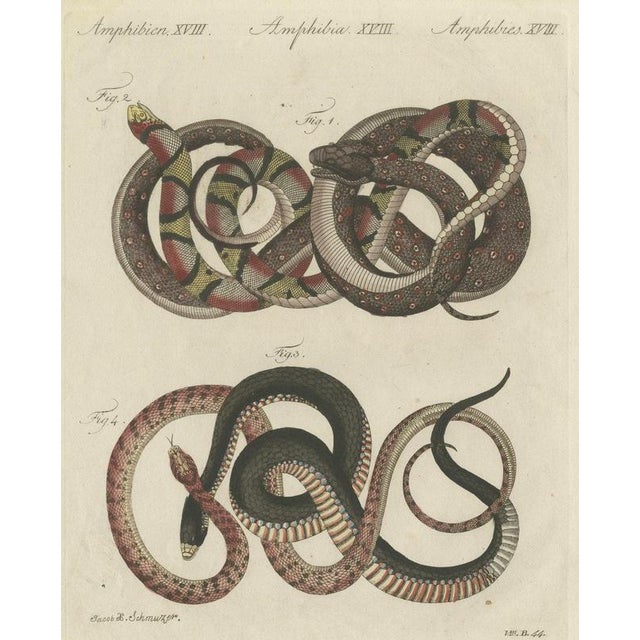 Bertuch, Four Intertwined Snakes, 1805, Print For Sale - Image 12 of 12