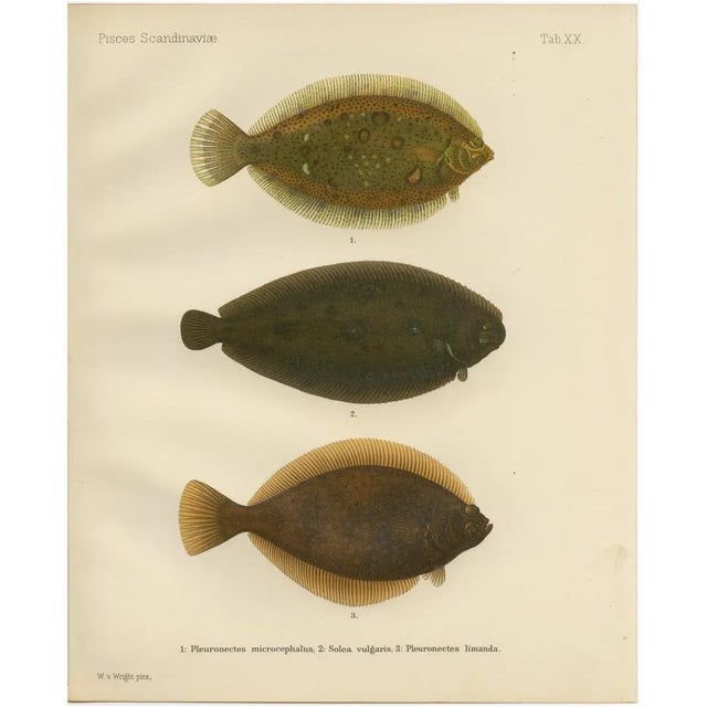 Wilhelm von Wright, Flounder, Common Sole and Dab, 1895, Lithograph on Paper For Sale - Image 10 of 10