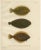 Wilhelm von Wright, Flounder, Common Sole and Dab, 1895, Lithograph on Paper For Sale - Image 10 of 10