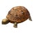 Sarried Ltd. Mid Century Turtle Tortoise For Sale