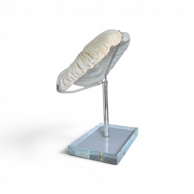 Metal Natural White Mushroom Coral Specimen on Glass Block For Sale - Image 7 of 12