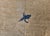 Antique Chinese Peking Rug, Hand-Knotted Wool Pile, Tan Field, 10' x 13' For Sale - Image 18 of 18