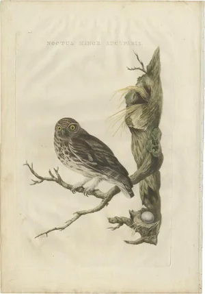Sepp & Nozeman, Little Owl, 1770, Paper