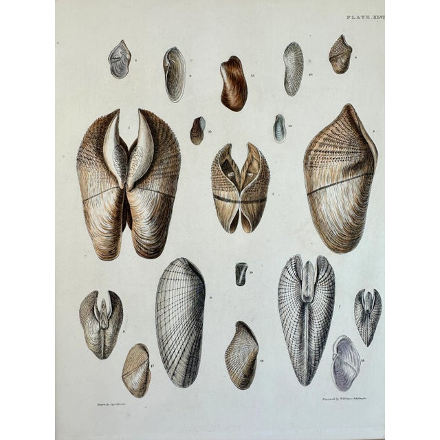 Illustration Pholas Shells, 19th Century Print For Sale - Image 3 of 5