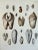 Illustration Pholas Shells, 19th Century Print For Sale - Image 3 of 5