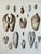 Illustration Pholas Shells, 19th Century Print (Unframed) For Sale - Image 3 of 5