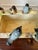 Antique Jerome Massier French Ceramic Planter Cachepot With 9 Bird Sculptures For Sale - Image 13 of 18