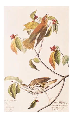 Wood Thrush After John J. Audubon, 1966 Cottage Print