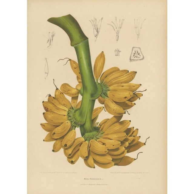 Sheep van Nooten, Banana Botanical, 1880, Chromolithograph For Sale - Image 3 of 9