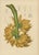 Sheep van Nooten, Banana Botanical, 1880, Chromolithograph For Sale - Image 3 of 9