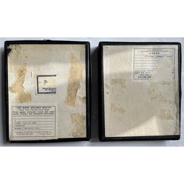 Farmhouse 1960s Butterfly Moth Samples in Specimen Boxes- Set of 2 For Sale - Image 3 of 7