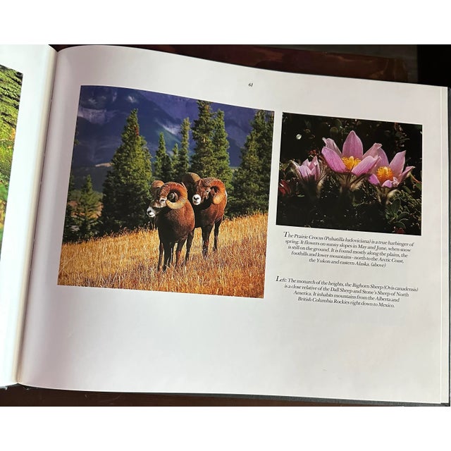 Vintage 1995 Black & Gold Coffee Table Book: Eternal Rockies For Sale - Image 9 of 12