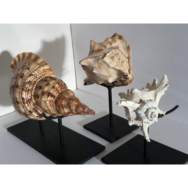 Trio Collection of Large Vintage Seashells on Iron Metal Displays