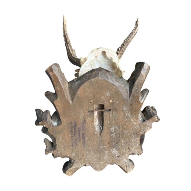 Roe Deer Trophy 59 Black Forest Antlers For Sale - Image 4 of 5