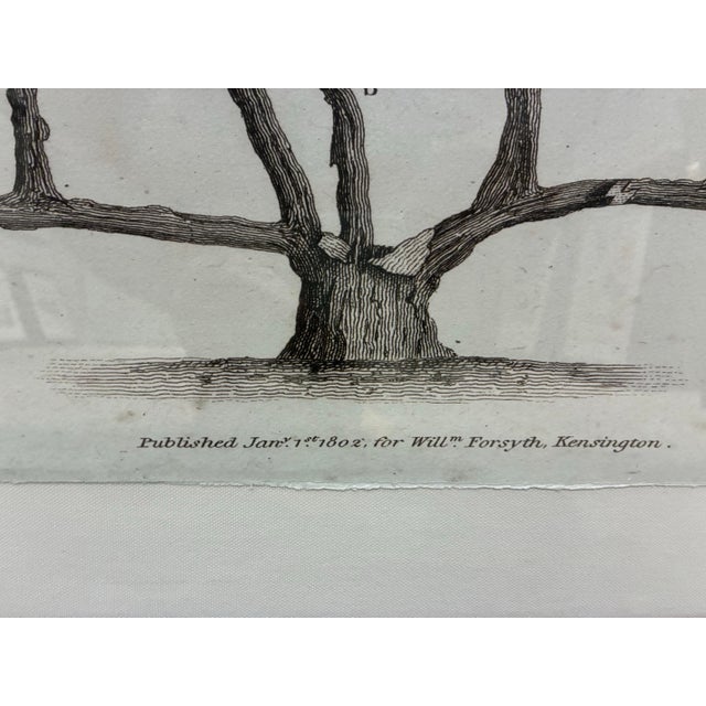 Natural Curiosities “Vine” William Forsyth 1802 Oversized Botanical Print For Sale - Image 4 of 9