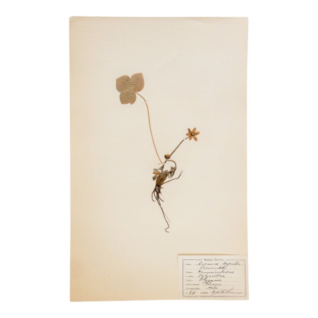 Antique Swedish Herbarium - Anemone, Circa 1910 For Sale