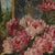 Airoldi, Still Life of Peonies, 1924, Oil on Canvas For Sale - Image 8 of 10