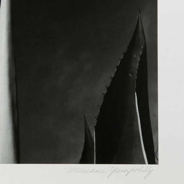 Mariana Yampolsky "Maguey Capado" Lithographic Photo Print Limited 29 of 250 Signed For Sale - Image 4 of 5